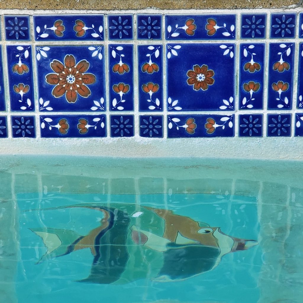 Pool Tile Problems