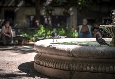 How to Clean and Maintain Water Features and Fountains