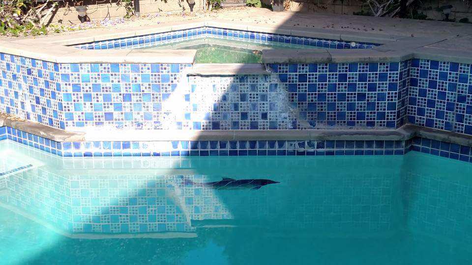 Pool Tiles, How To Remove Tile From Your Pool